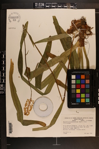 Amianthium muscitoxicum image