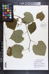 Vitis cinerea image