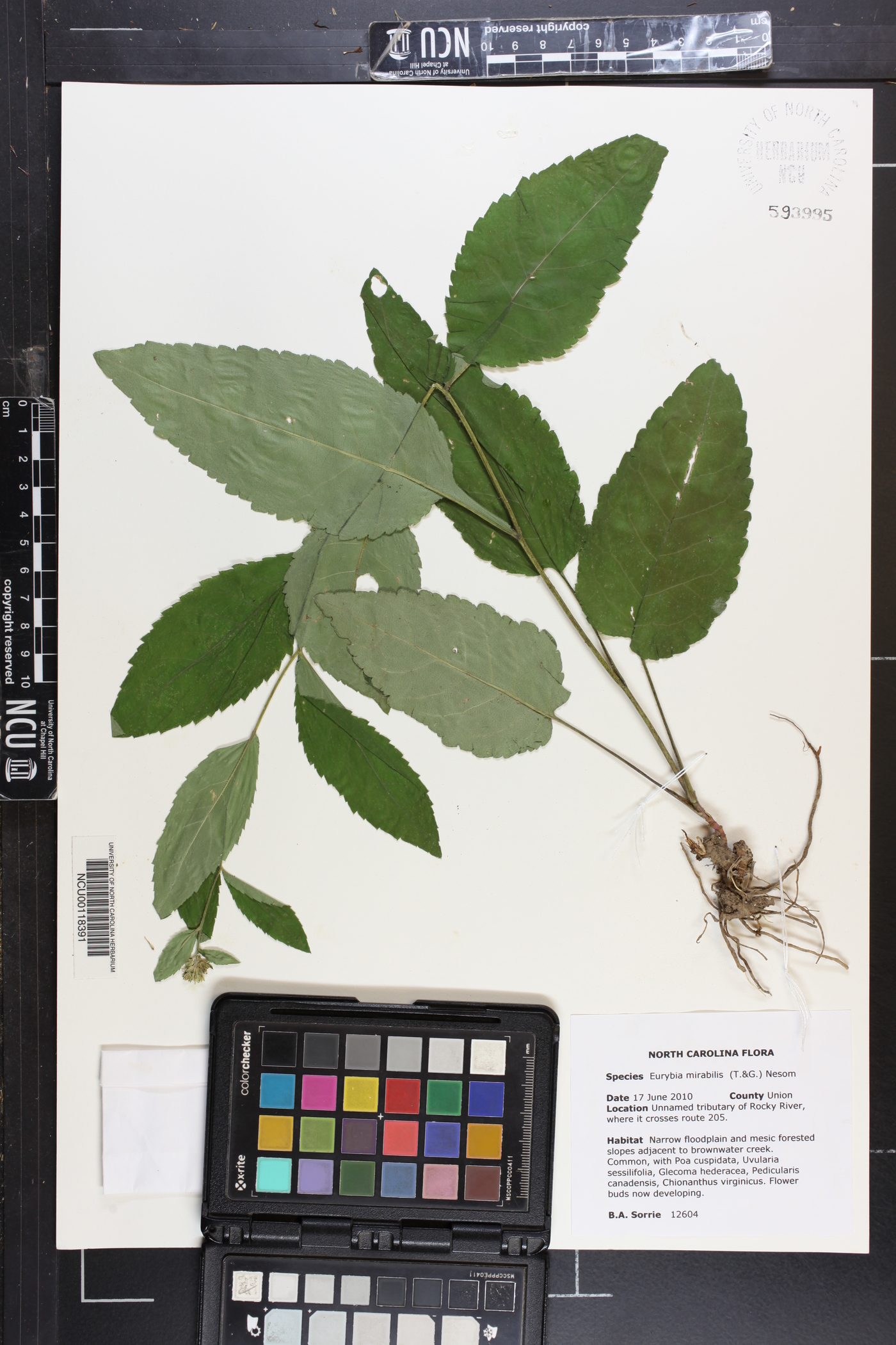 Eurybia mirabilis image