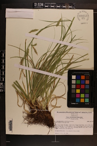 Carex cherokeensis image