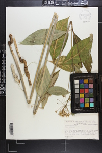 Asclepias exaltata image