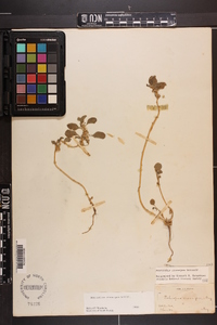 Amaranthus crassipes image