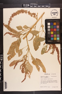 Amaranthus cruentus image