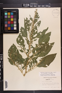 Amaranthus tuberculatus image