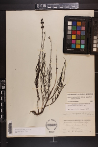 Agalinis maritima var. grandiflora image