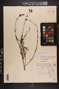 Agalinis maritima var. grandiflora image