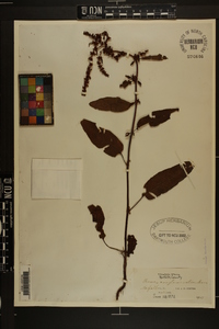 Rumex conglomeratus image