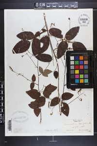 Desmodium laevigatum image