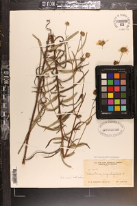 Helianthus angustifolius image