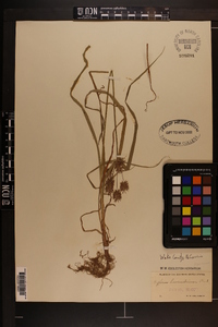 Cyperus lancastriensis image