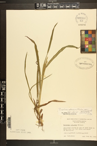 Paspalum setaceum var. muhlenbergii image