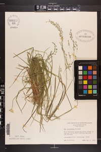 Poa cuspidata image