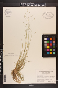 Poa cuspidata image