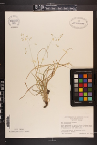 Poa cuspidata image