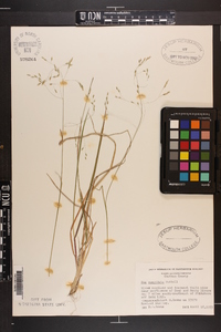 Poa cuspidata image