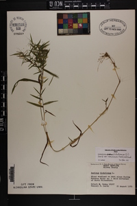 Dichanthelium dichotomum var. ramulosum image