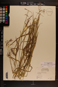 Scirpus pendulus image