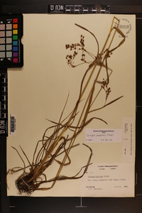 Scirpus pendulus image