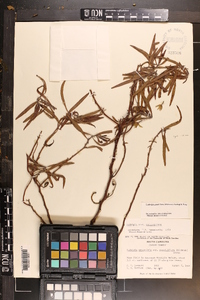 Ludwigia grandiflora subsp. grandiflora image