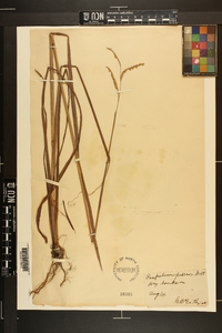 Paspalum praecox image