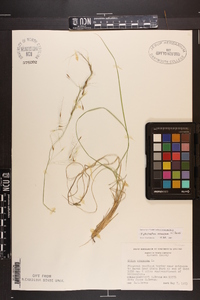 Piptochaetium avenaceum image