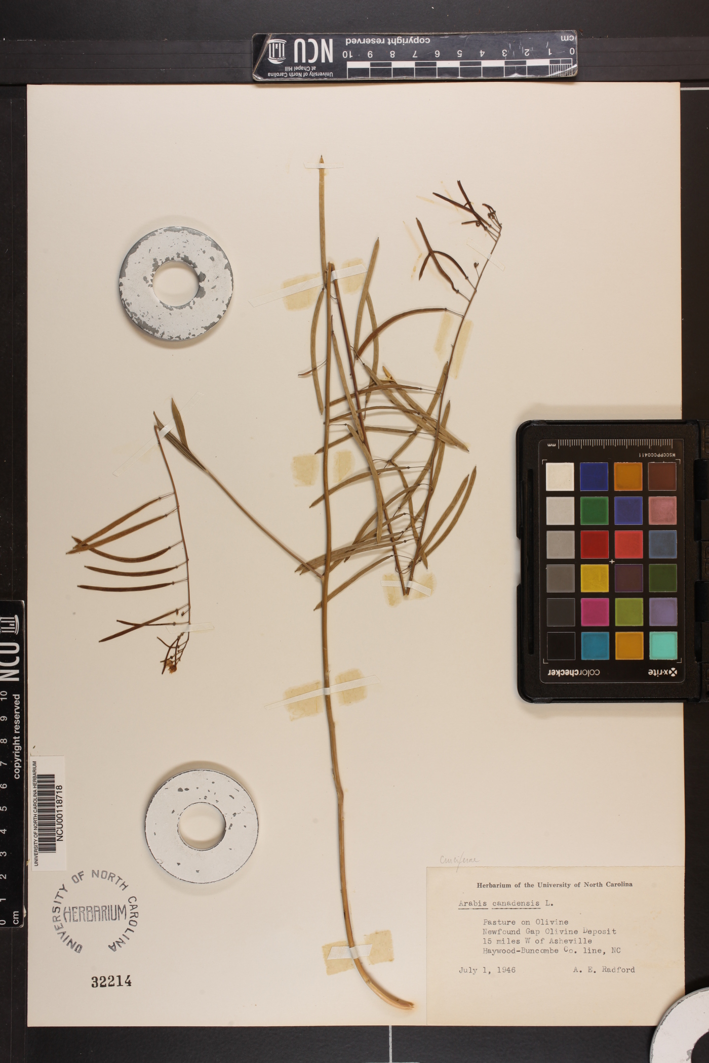 Borodinia canadensis image
