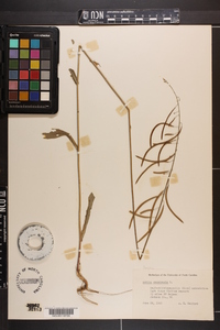 Borodinia canadensis image