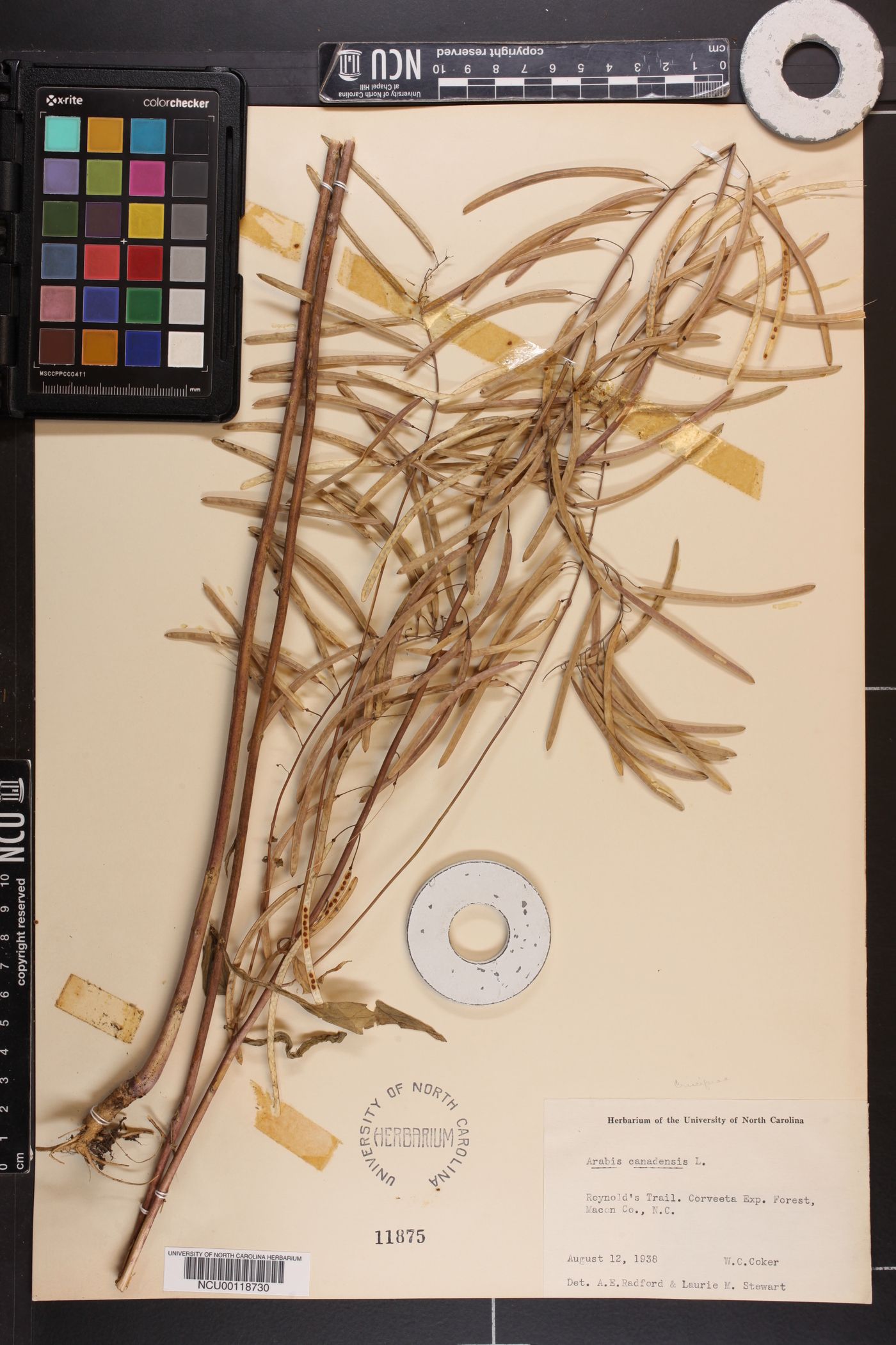 Borodinia canadensis image