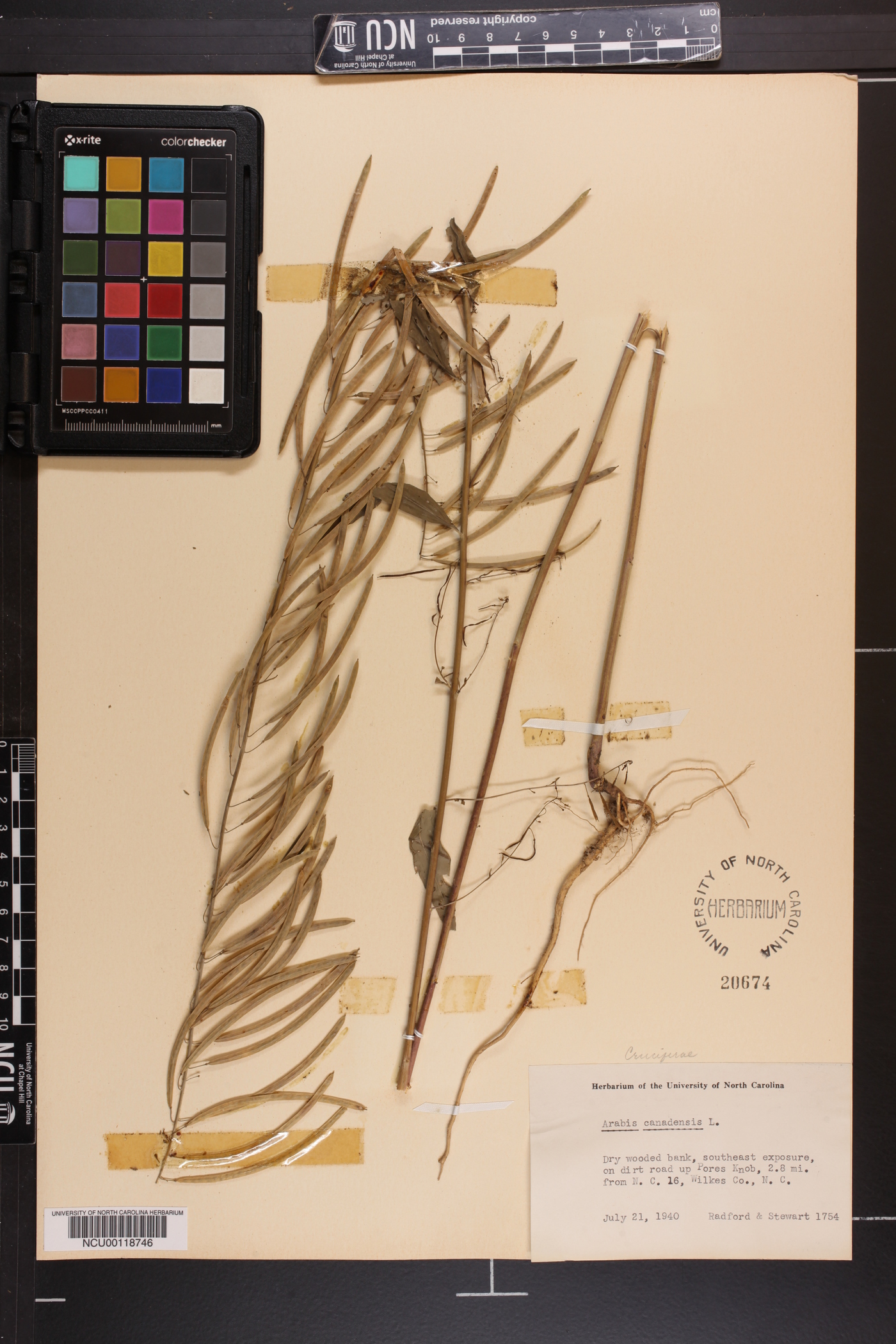 Borodinia canadensis image