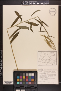 Borodinia canadensis image