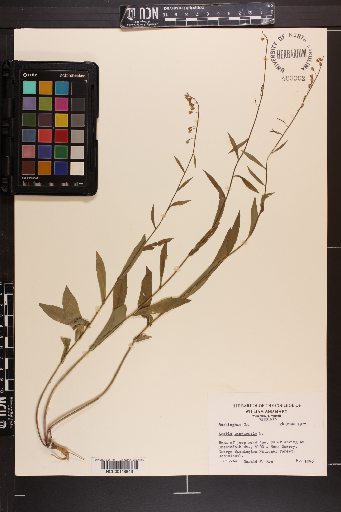 Borodinia canadensis image