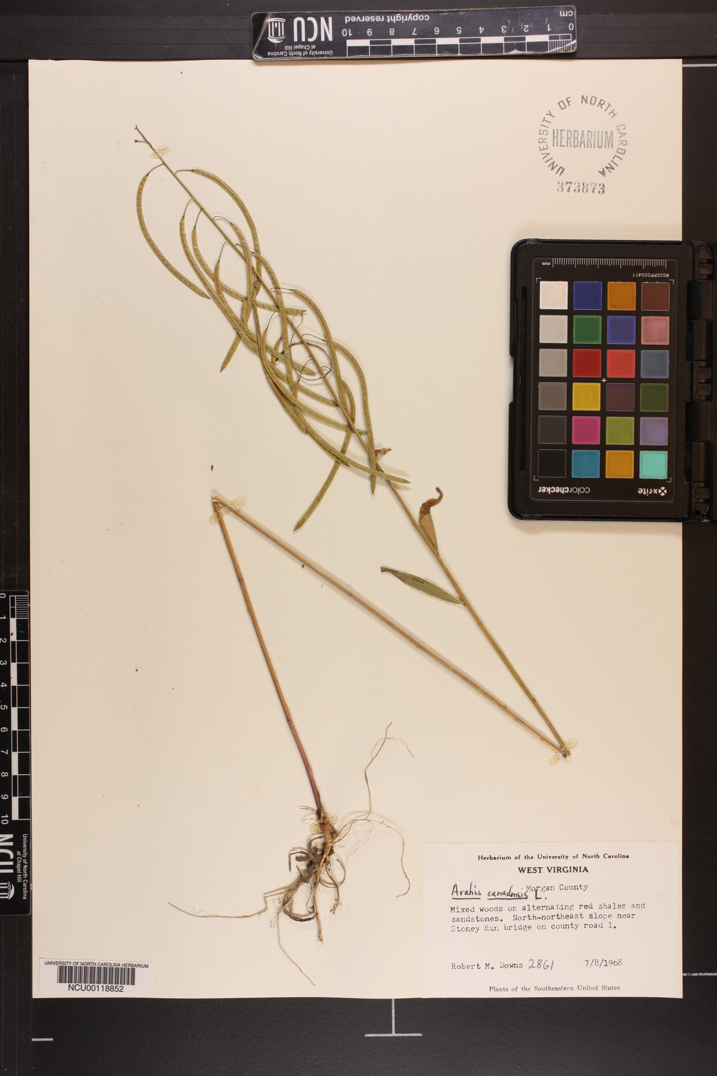 Borodinia canadensis image