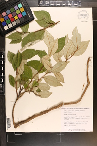 Elaeagnus pungens image