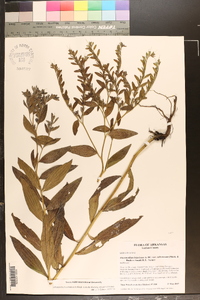 Lithospermum subsetosum image