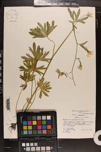 Delphinium tricorne image