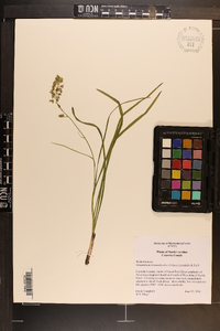 Stenanthium densum image