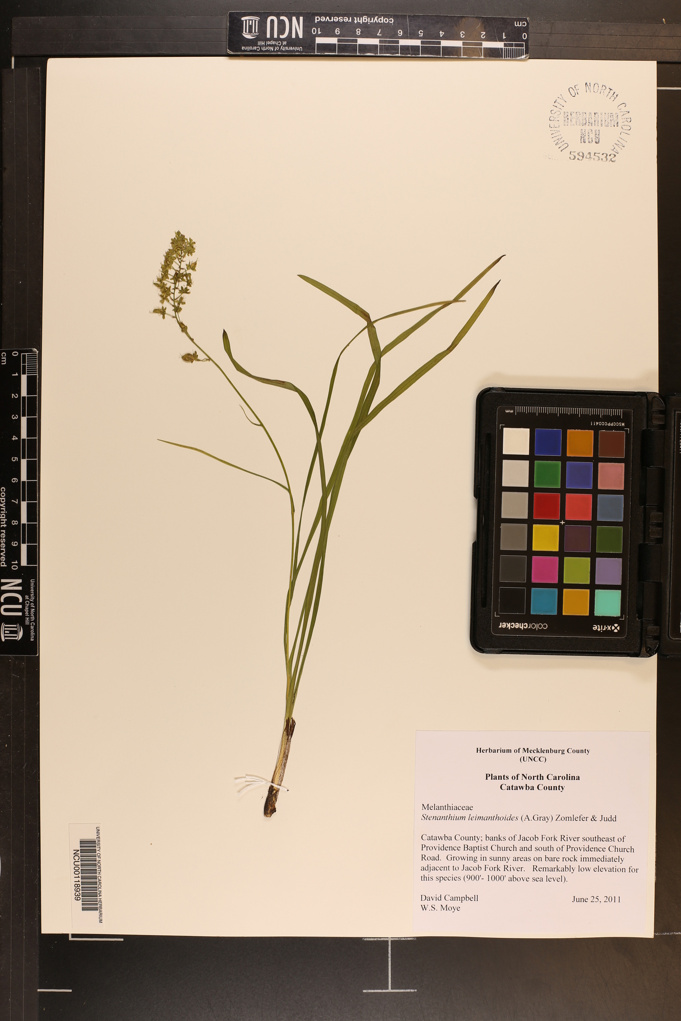 Stenanthium densum image