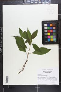 Clethra acuminata image