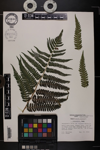 Dryopteris celsa image