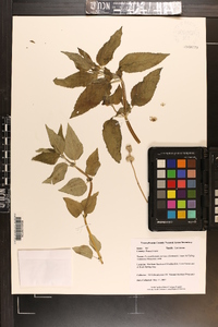 Pycnanthemum curvipes image