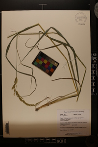 Calamagrostis porteri subsp. insperata image