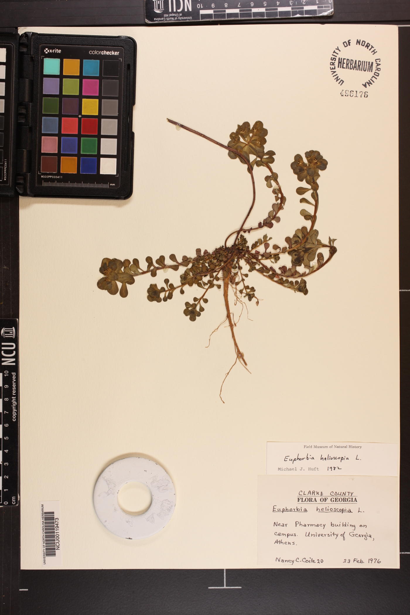 Euphorbia helioscopia image