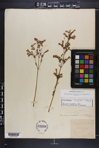 Penstemon laevigatus image