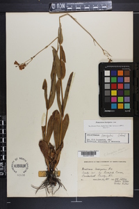 Penstemon laevigatus image