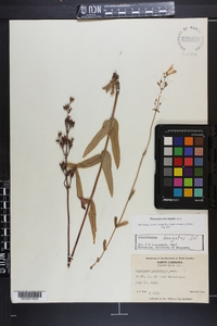 Penstemon laevigatus image