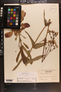 Penstemon laevigatus image