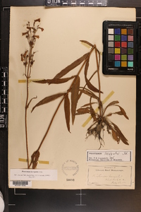 Penstemon laevigatus image