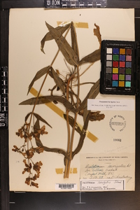 Penstemon laevigatus image