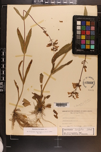 Penstemon laevigatus image