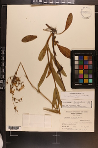 Penstemon laevigatus image